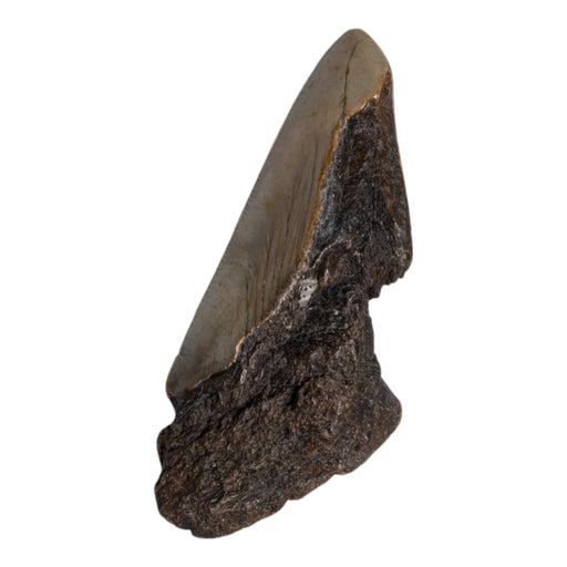 Real Megalodon Tooth - Half
