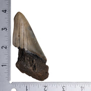 Real Megalodon Tooth - Half