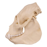 Replica Mantled Howler Monkey Skull