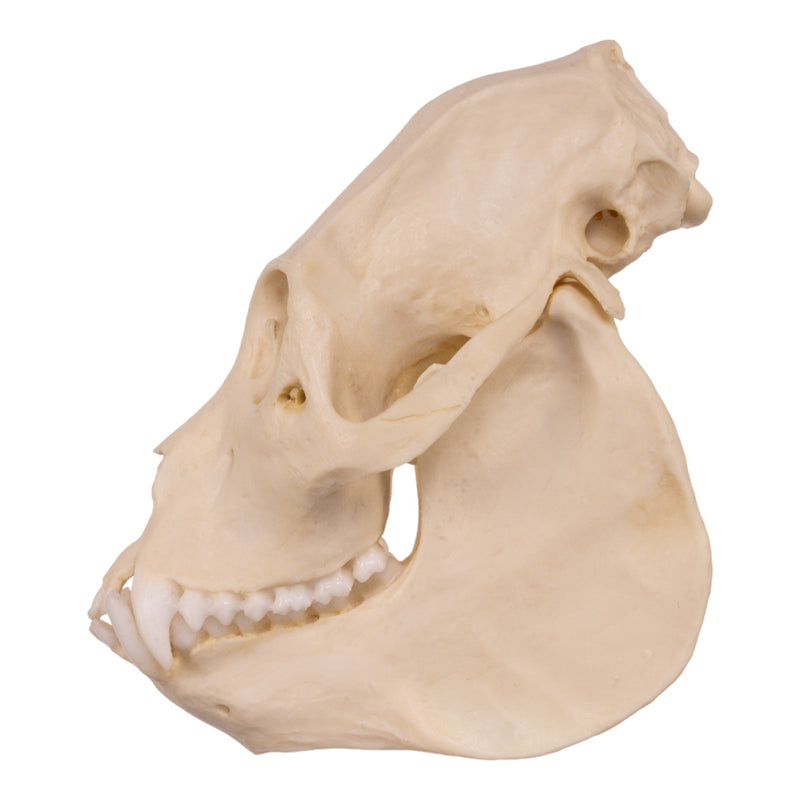 Replica Mantled Howler Monkey Skull