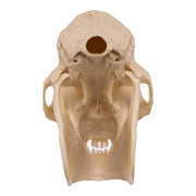 Replica Mantled Howler Monkey Skull