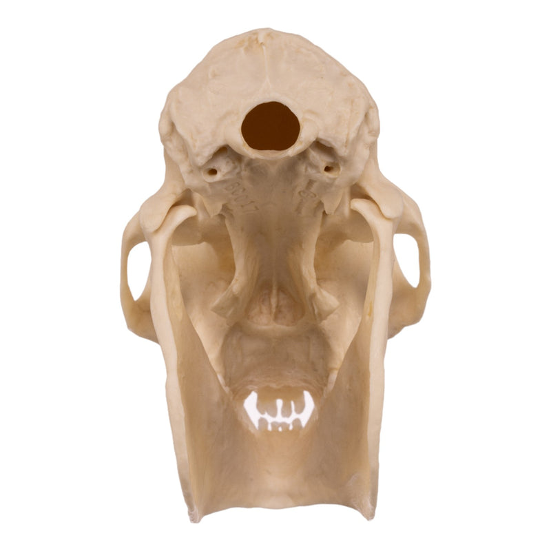 Replica Mantled Howler Monkey Skull