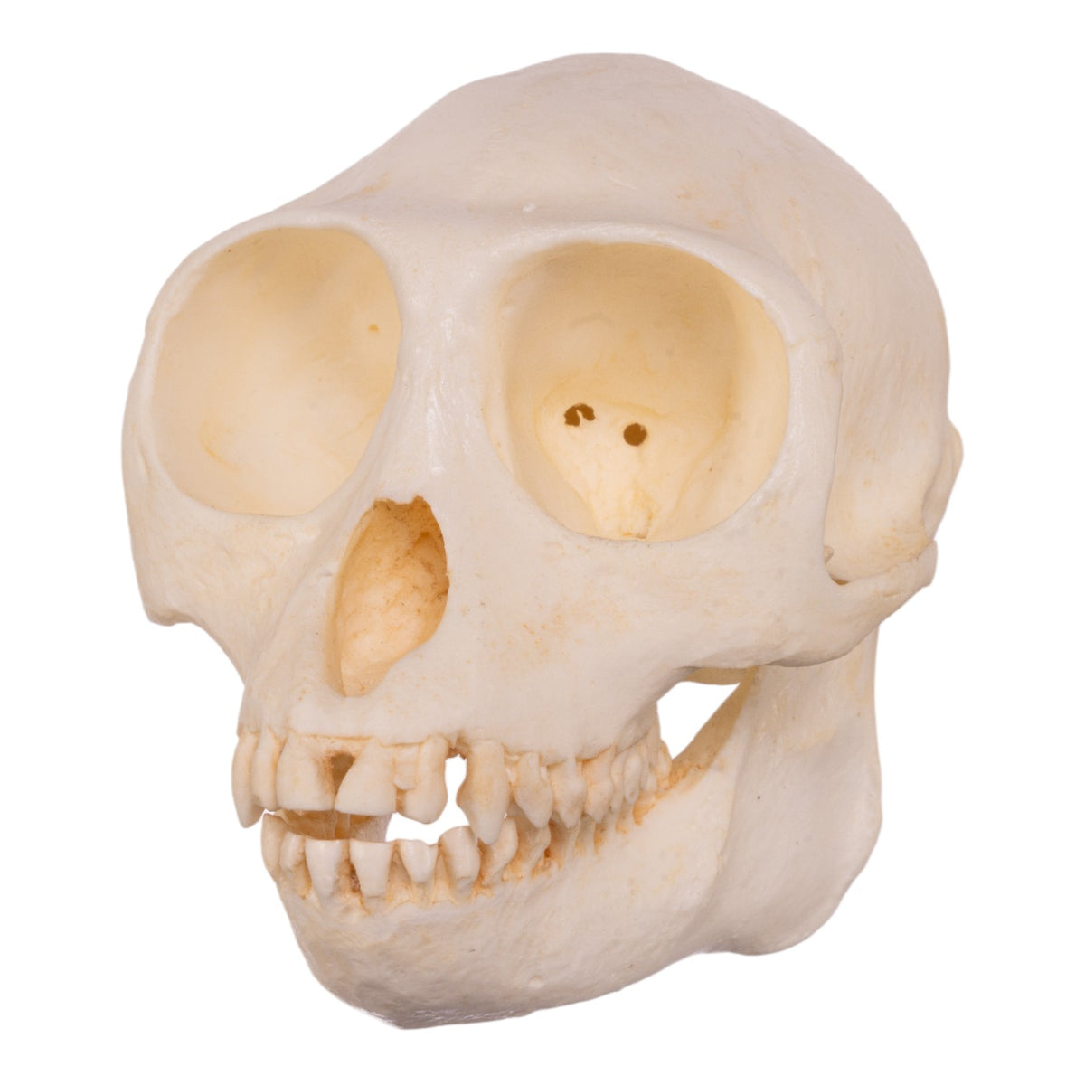 Replica Douc Langur Skull For Sale — Skulls Unlimited