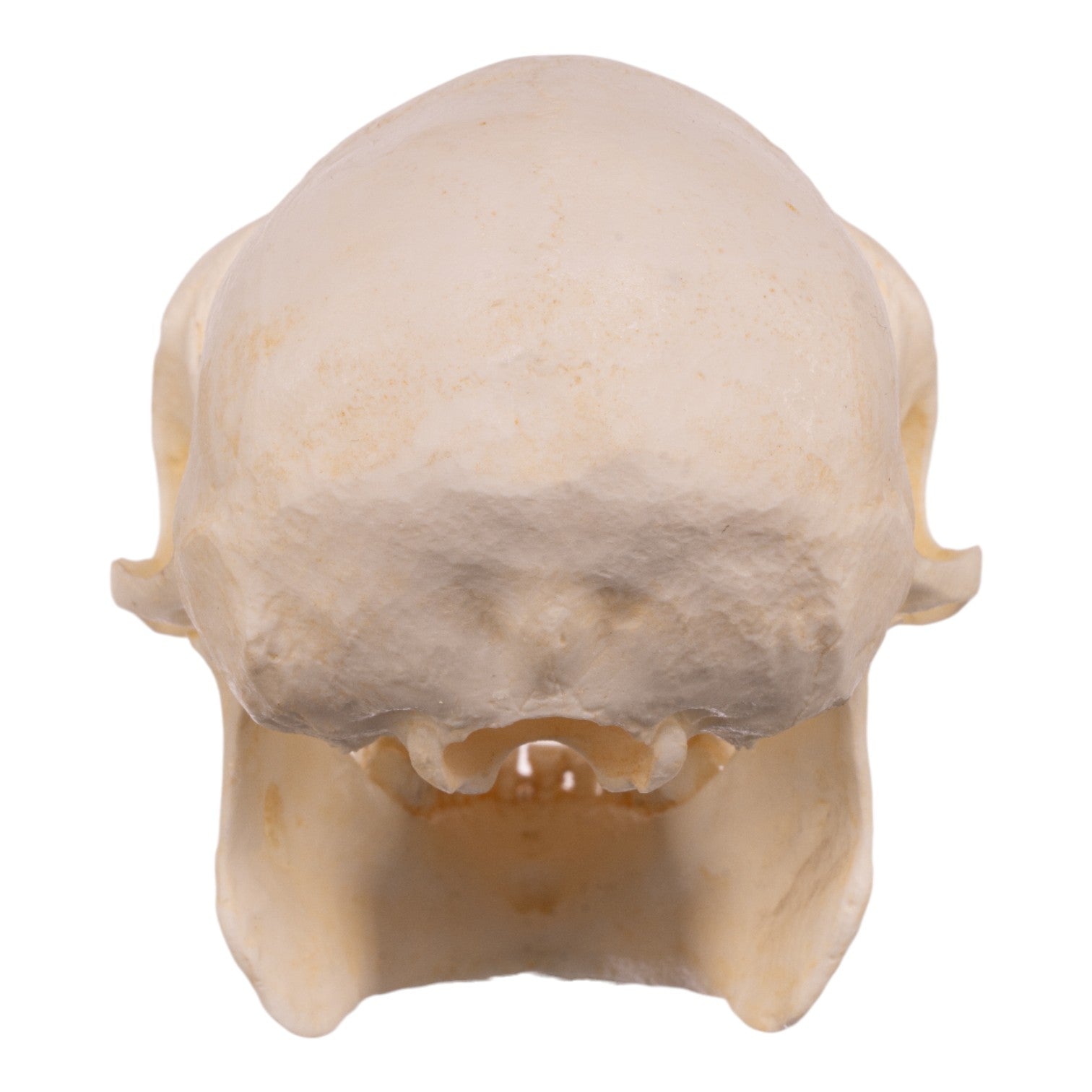 Replica Douc Langur Skull For Sale — Skulls Unlimited