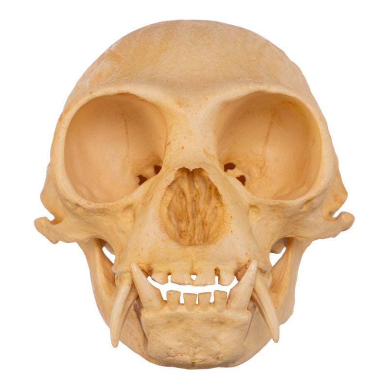 Replica Hoolock Gibbon Skull