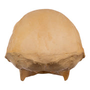 Replica Hoolock Gibbon Skull