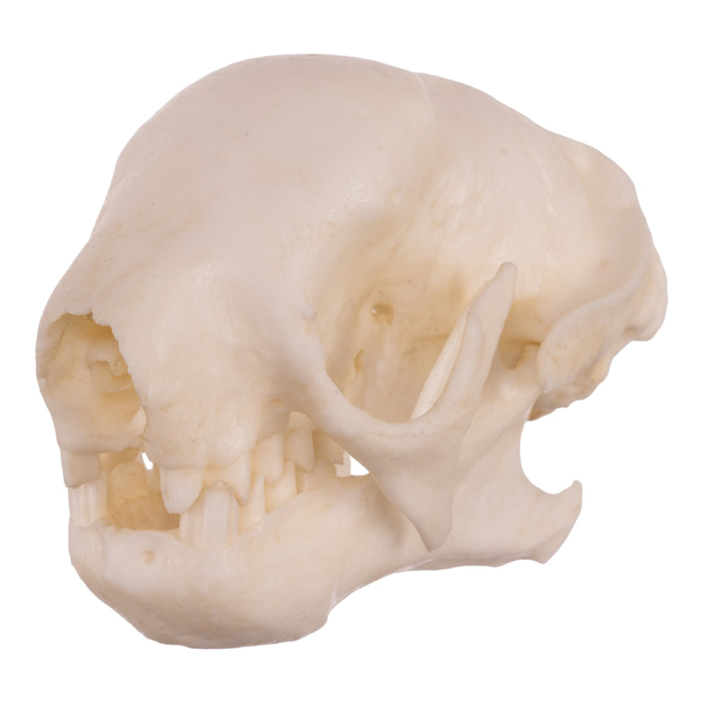 ３個で！トリニティー スカル TRINITY SKULL トリニティー スカル TRINITY SKULL 3個で！トリニティー スカル