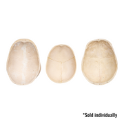 Real Human Calvaria - Single