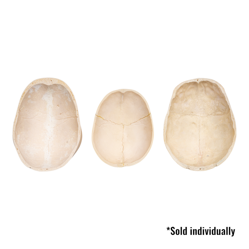 Real Human Calvaria - Single