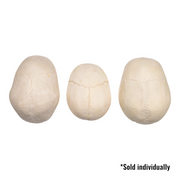 Real Human Calvaria - Single