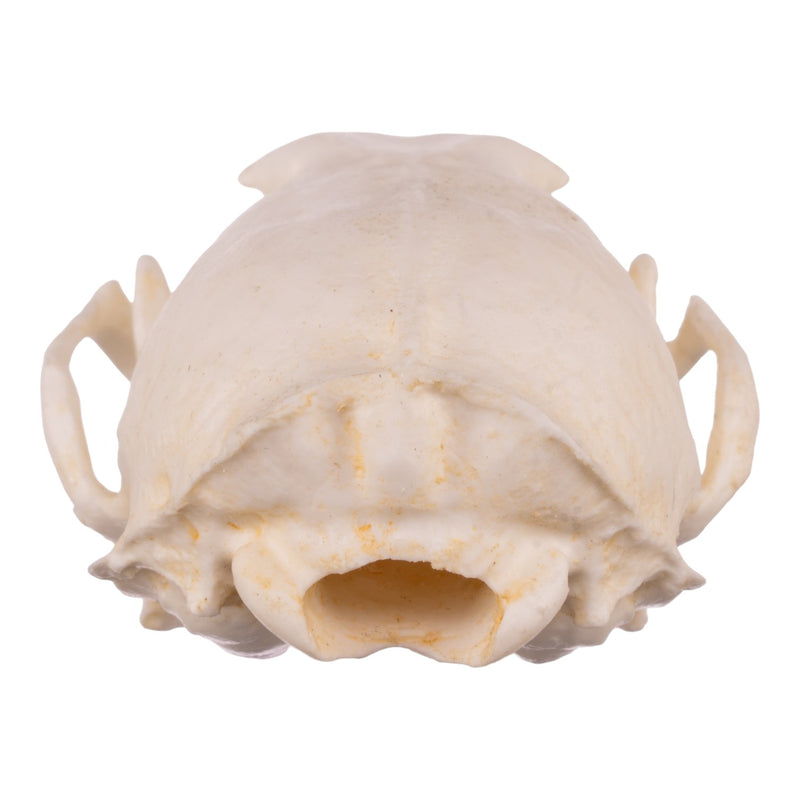Replica American Marten Skull
