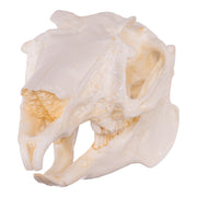 Replica Jackrabbit Skull