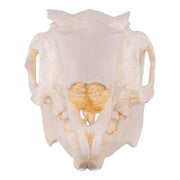 Replica Jackrabbit Skull