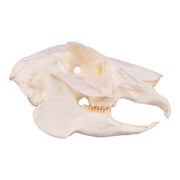 Replica Jackrabbit Skull