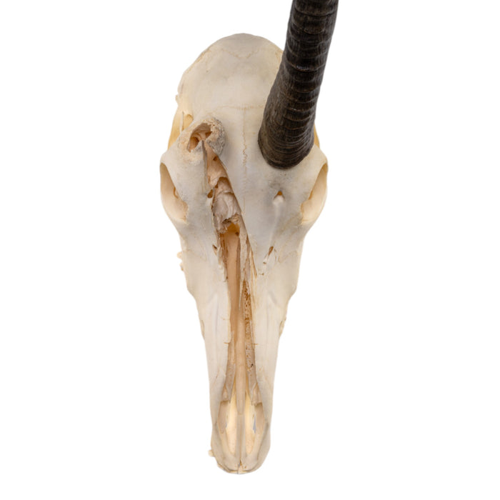 Real Sable Antelope Skull with Mandible - Pathology and Damage