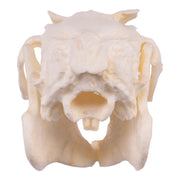 Replica Jackrabbit Skull