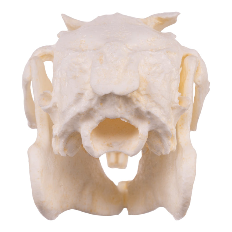 Replica Jackrabbit Skull