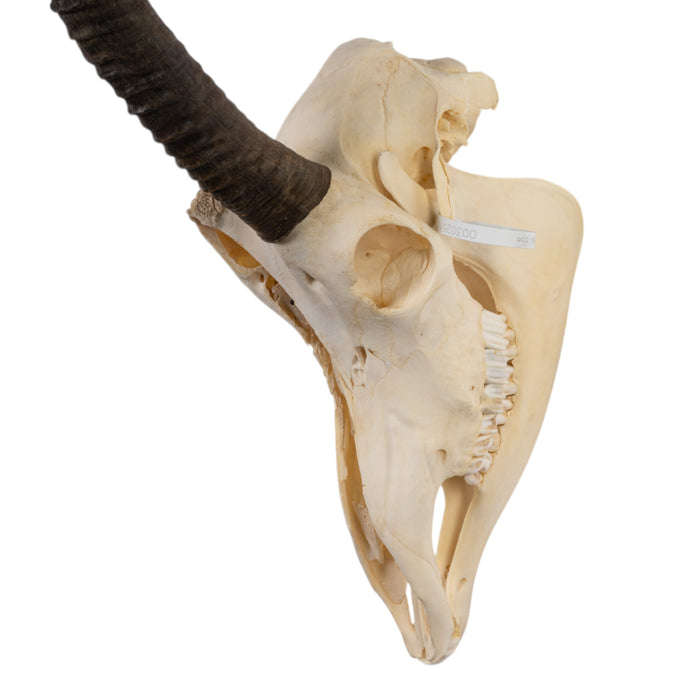 Real Sable Antelope Skull with Mandible - Pathology and Damage
