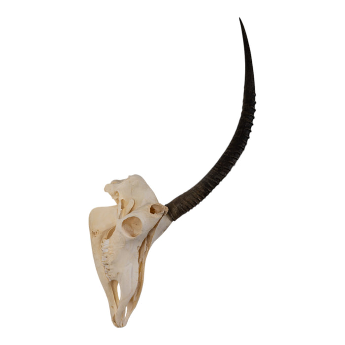 Real Sable Antelope Skull with Mandible - Pathology and Damage