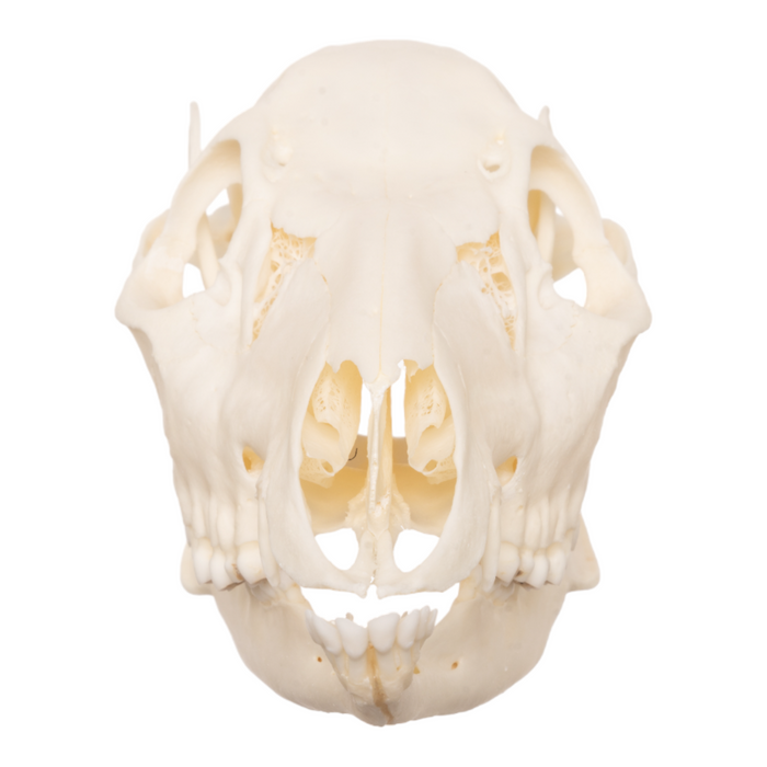 Real Chinese Water Deer Skull - Female