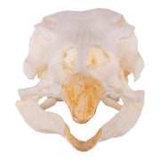 Replica Turkey Skull