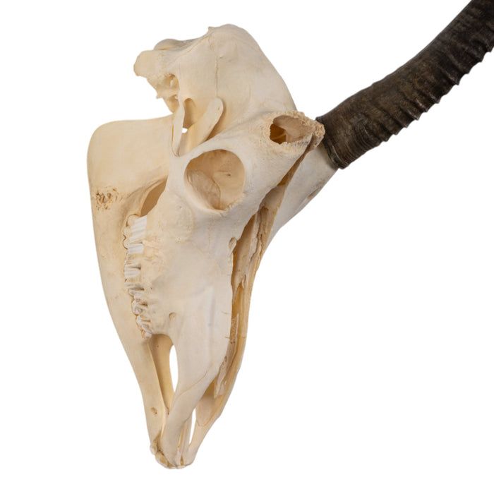 Real Sable Antelope Skull with Mandible - Pathology and Damage