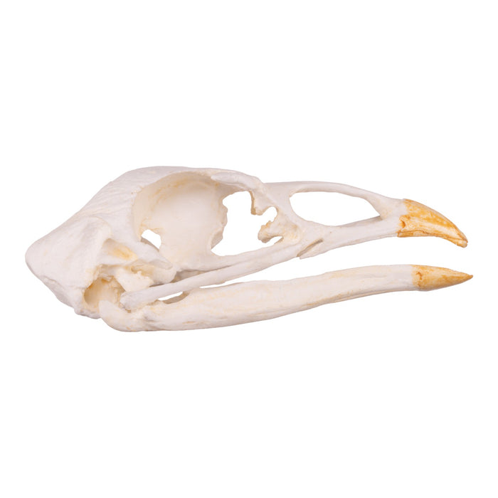 Replica Turkey Skull
