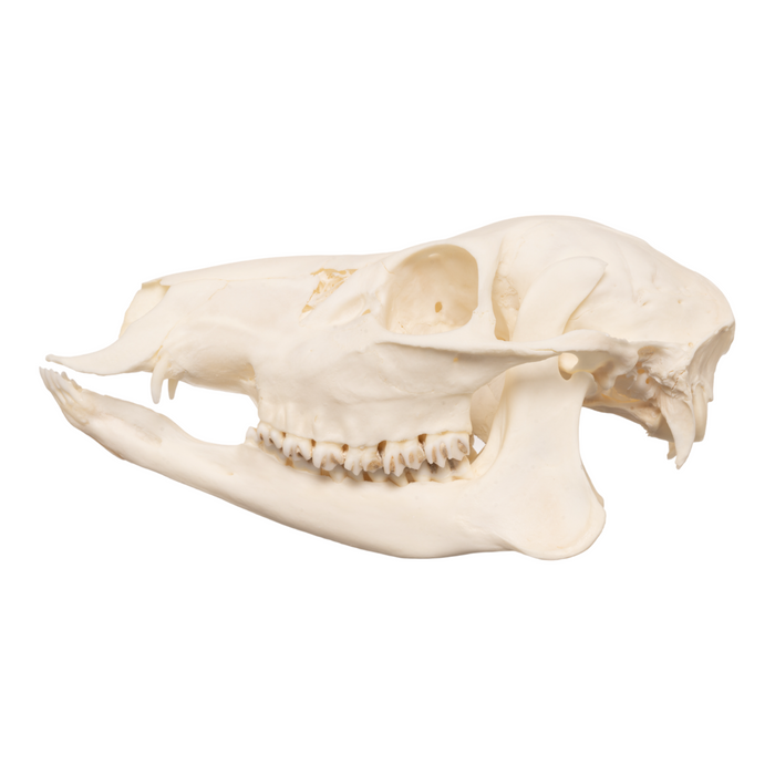Real Chinese Water Deer Skull - Female