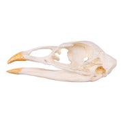 Replica Turkey Skull