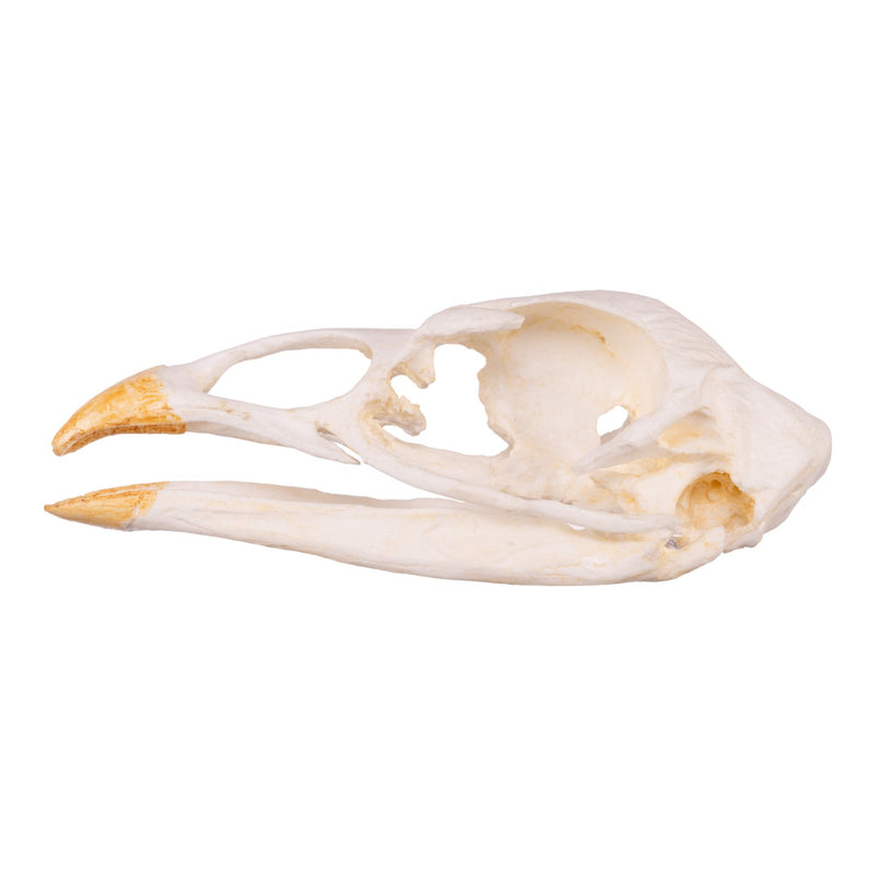 Replica Turkey Skull