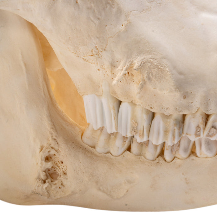 Real Sable Antelope Skull with Mandible - Pathology and Damage