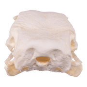 Replica Turkey Skull