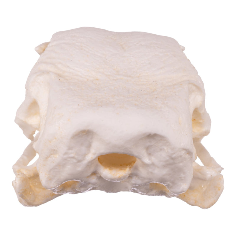 Replica Turkey Skull