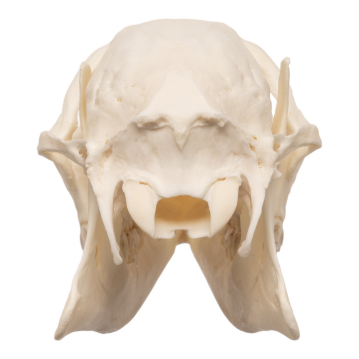 Real Chinese Water Deer Skull - Female