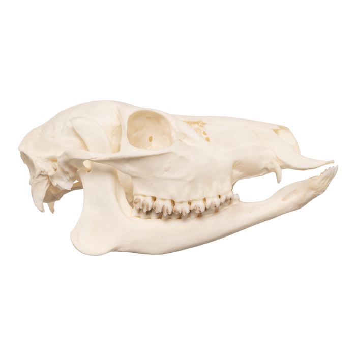 Real Chinese Water Deer Skull - Female