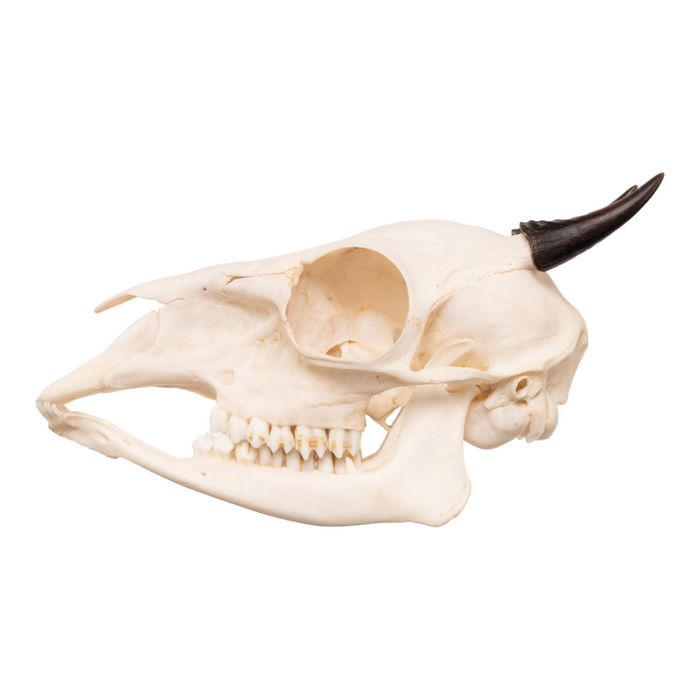 Real Blue Duiker Skull