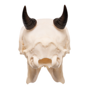 Real Blue Duiker Skull