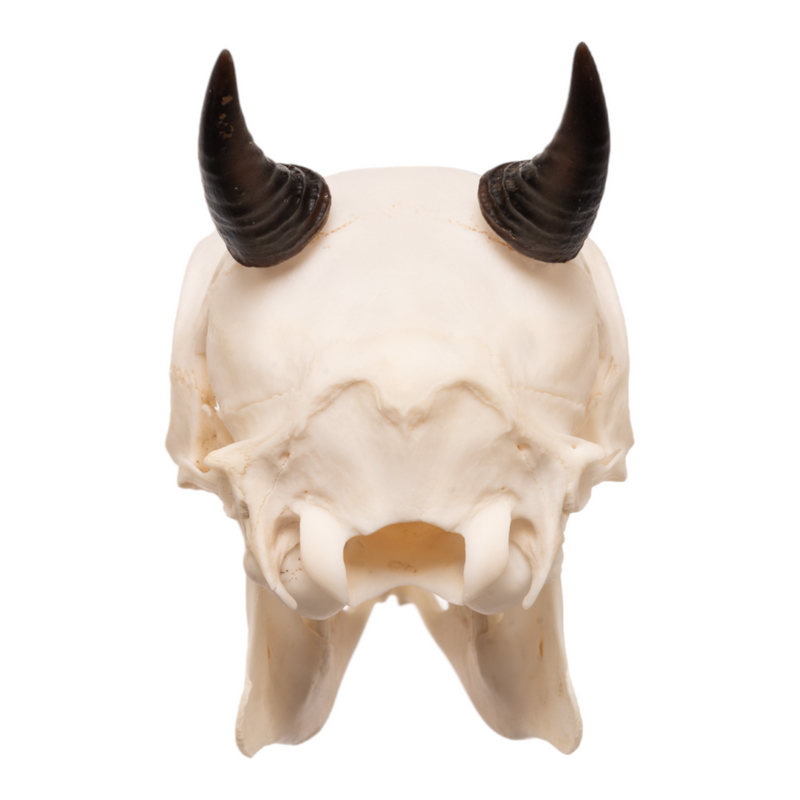 Real Blue Duiker Skull