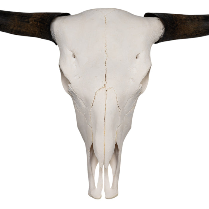 Real Domestic Yak Skull