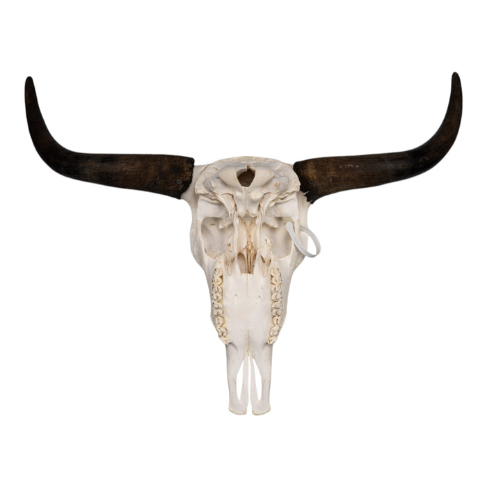 Real Domestic Yak Skull