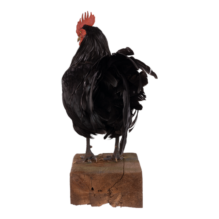 Real Chicken Full Body Mount by Jaron Villemarette