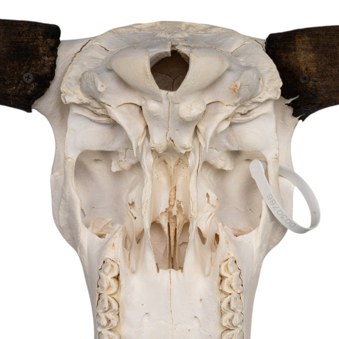 Real Domestic Yak Skull