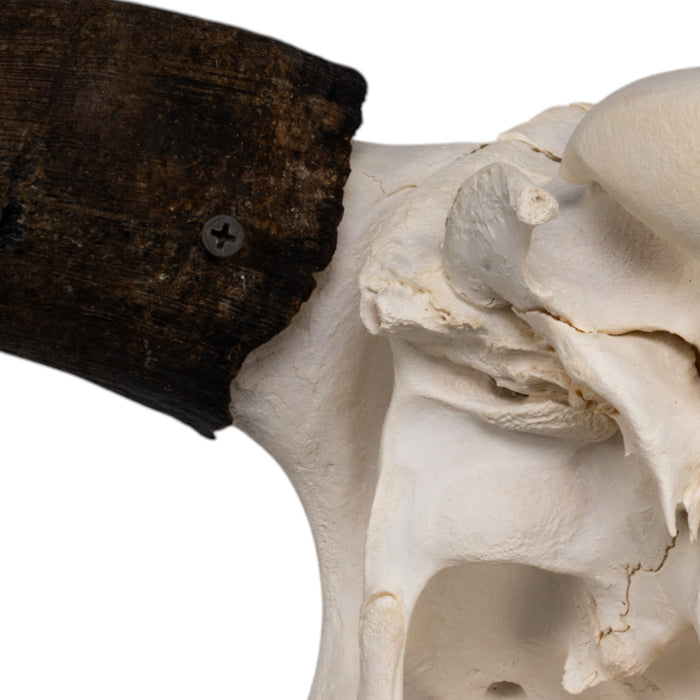 Real Domestic Yak Skull