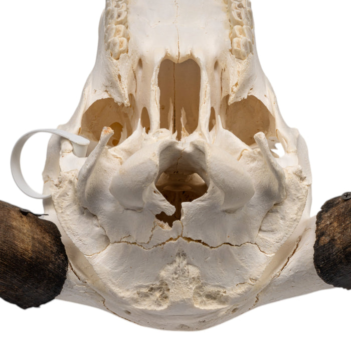 Real Domestic Yak Skull