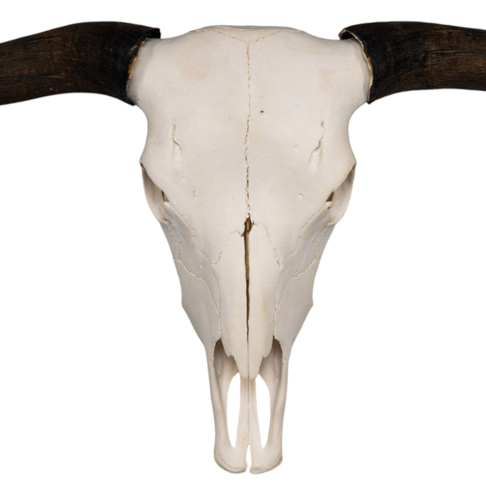 Real Domestic Yak Skull
