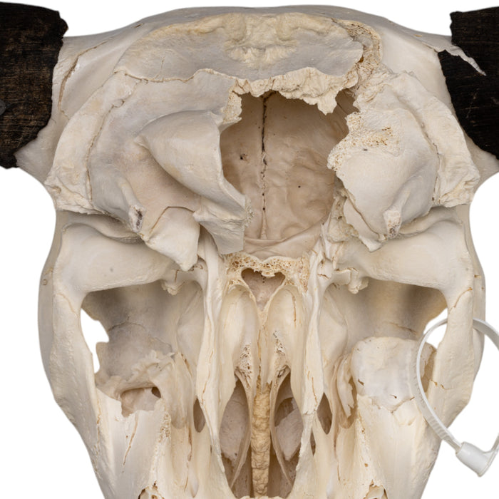 Real Domestic Yak Skull