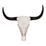 Real Domestic Yak Skull