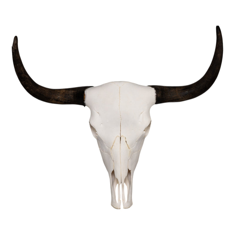 Real Domestic Yak Skull