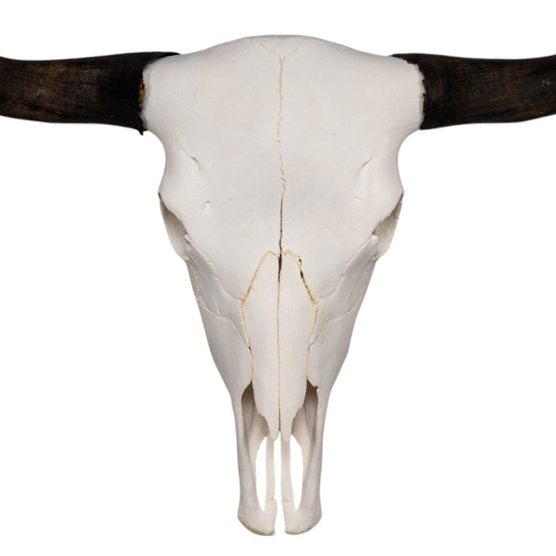 Real Domestic Yak Skull
