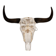 Real Domestic Yak Skull